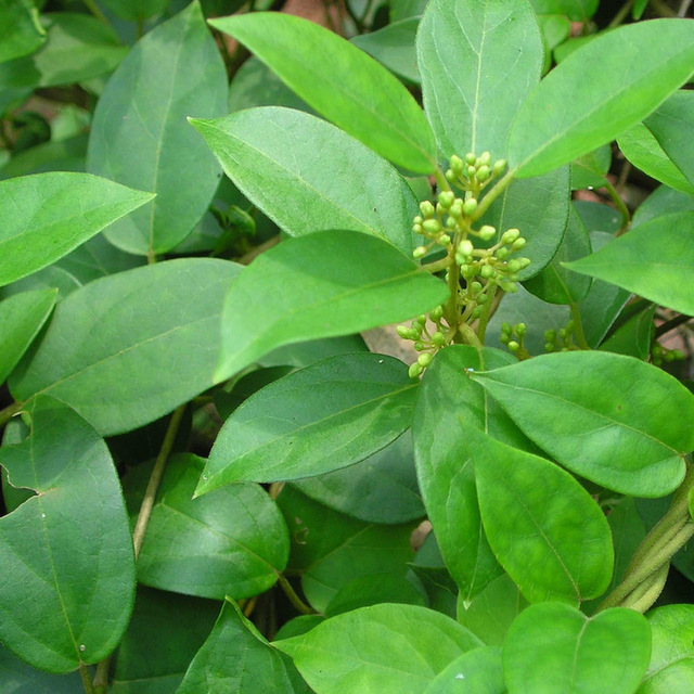 Gymnema-Sylvestre