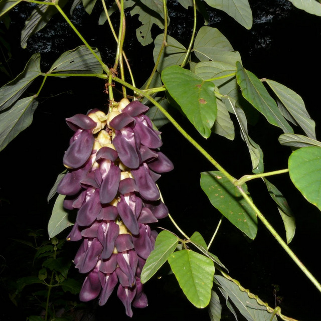 Mucuna6