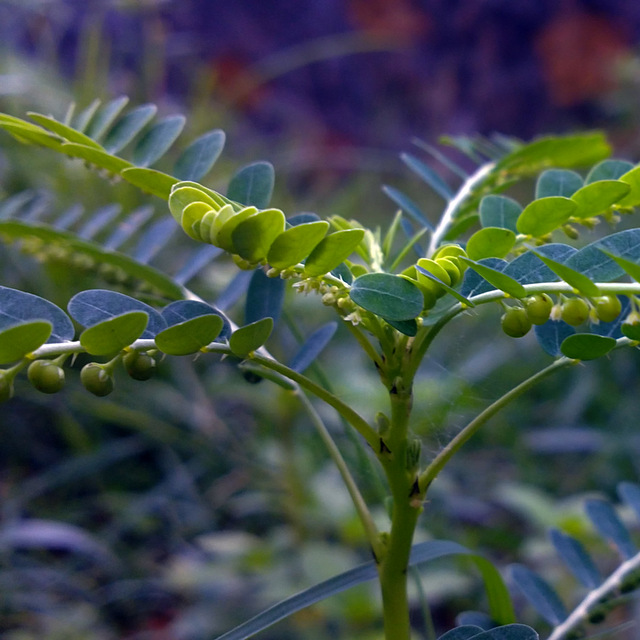 Phyllanthus-niruri