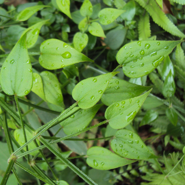 Rubia-cordifolia