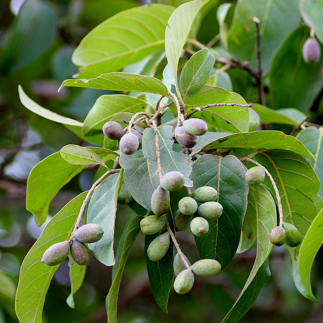 Terminalia-chebula