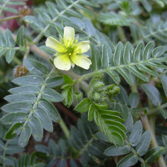 Tribulus-terrestris